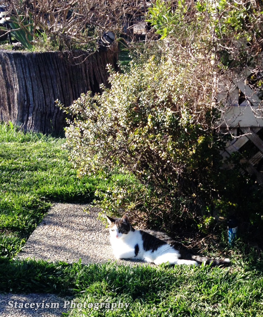 Outside kitty meditation