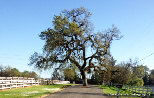 The Tree at BrightHaven