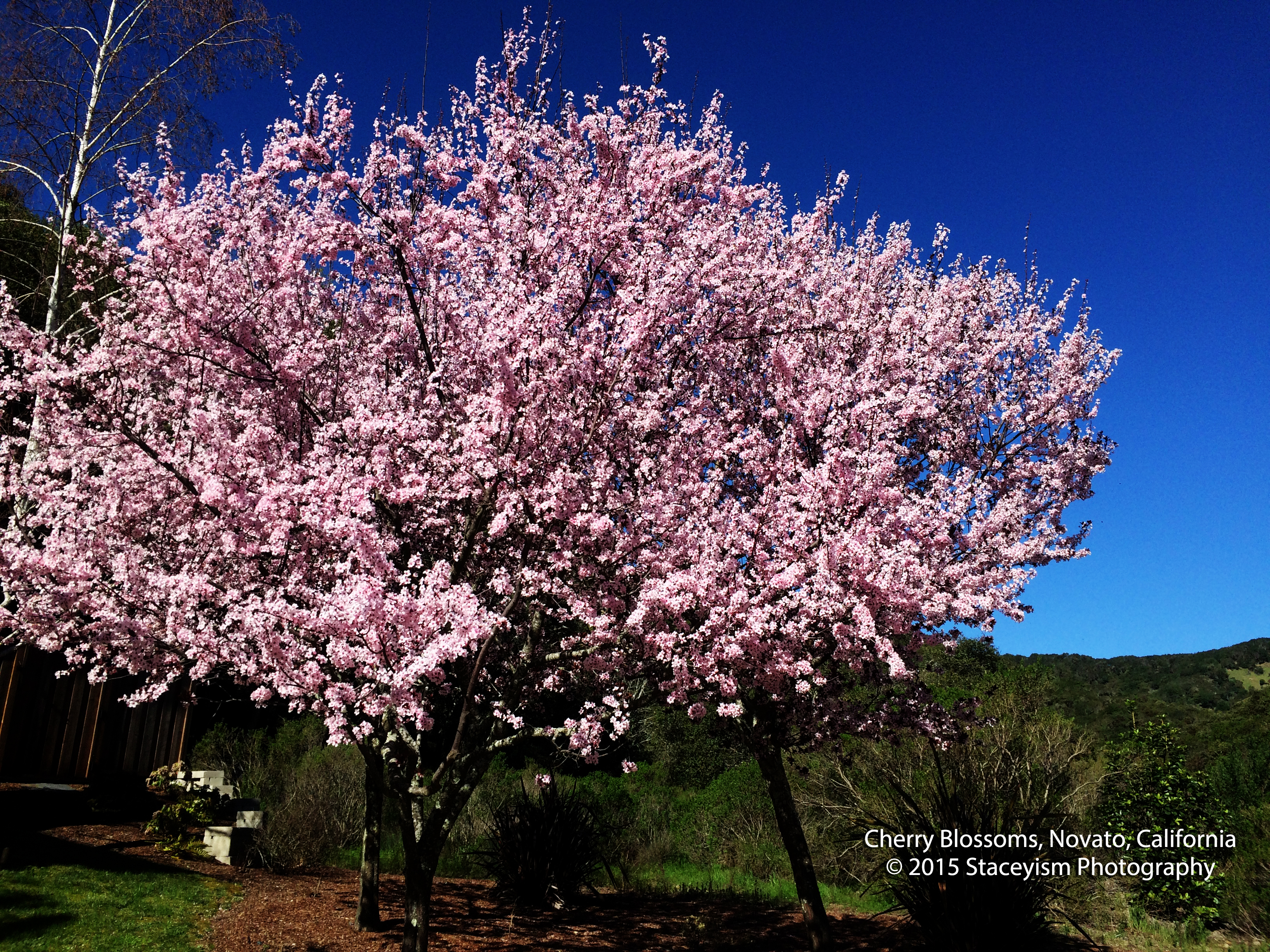 Cherry Blossoms, Novato, CA