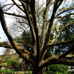 Marin Art & Garden Center