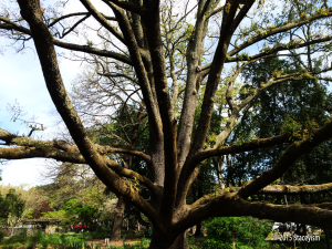 Marin Art & Garden Center