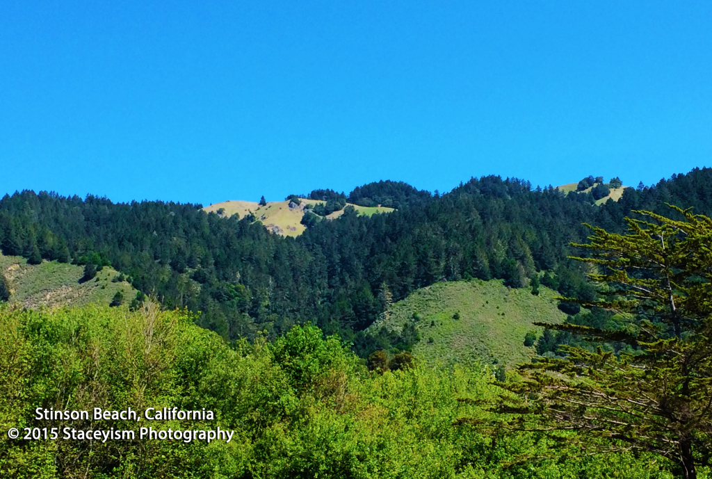 Stinson-Beach-trees-4-3-15