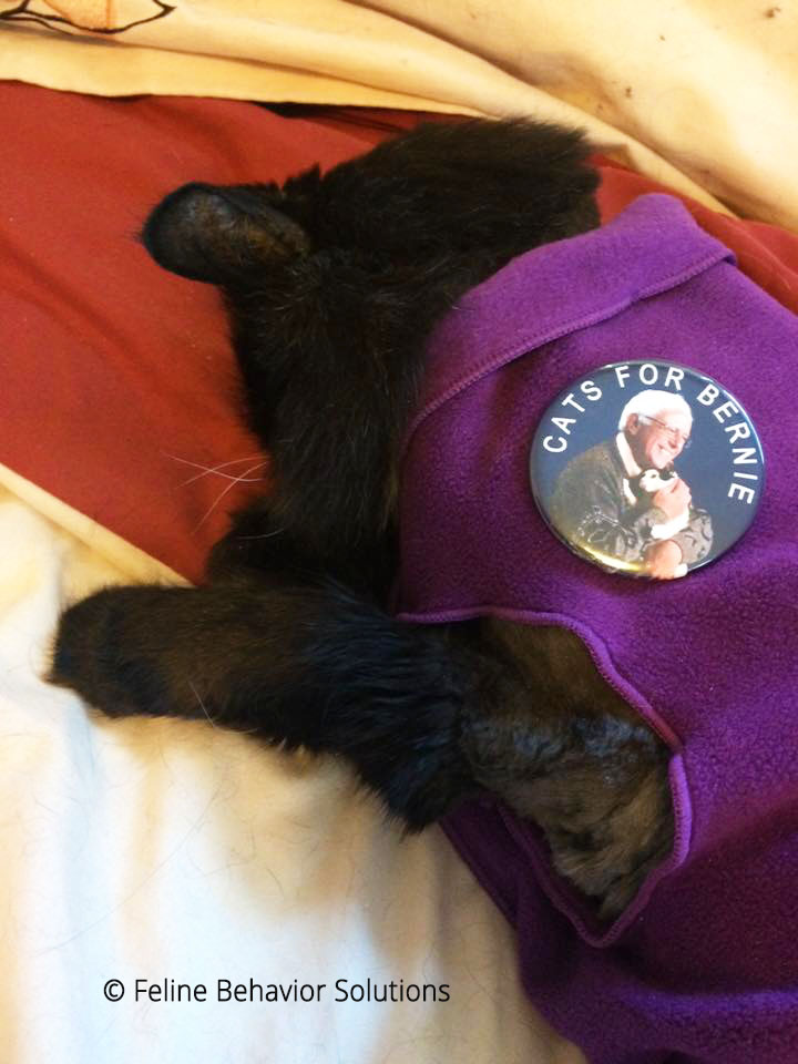 Cats for Bernie