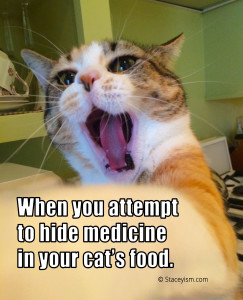Gracie cat meme - when you attempt to hide medicine in your cat's food.