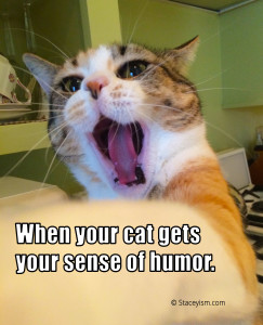 Gracie cat meme - when your cat gets your sense of humor.