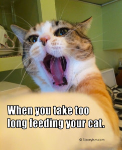 Gracie cat meme - when you take too long feeding your cat.