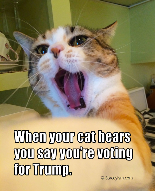Gracie cat meme - voting