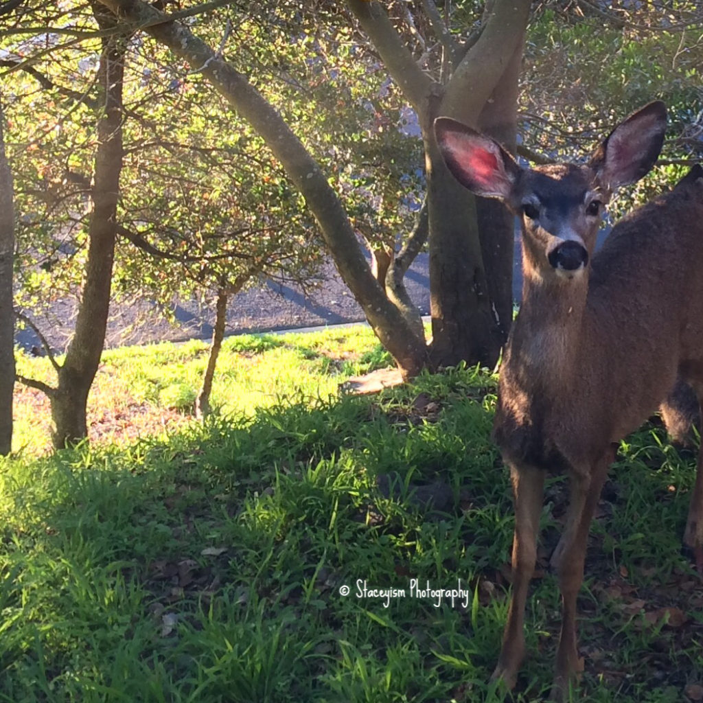 Good morning, Blacktail Deer