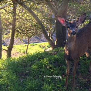Good morning, Blacktail Deer