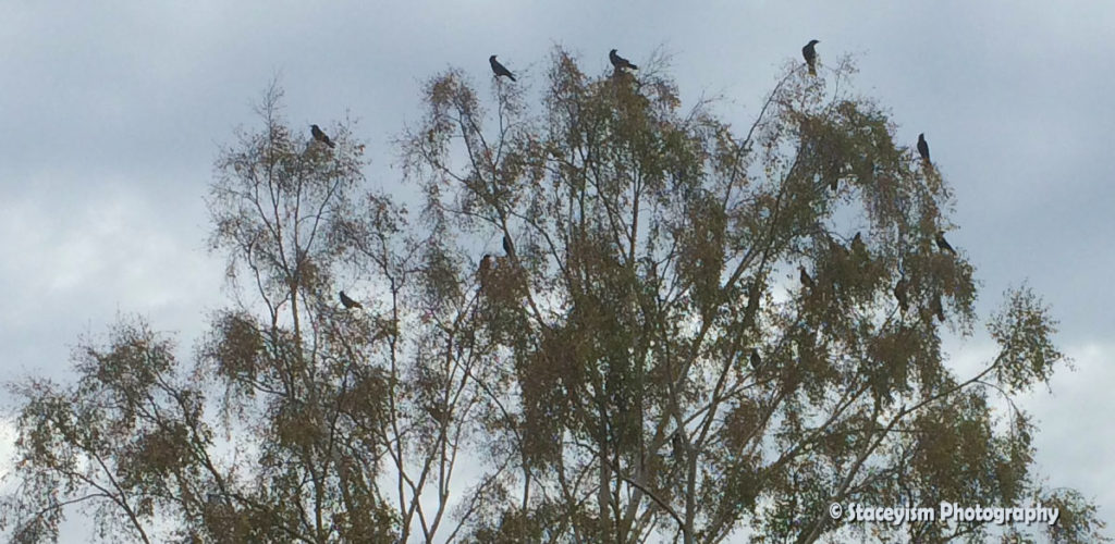 Murder of Crows in a Tree